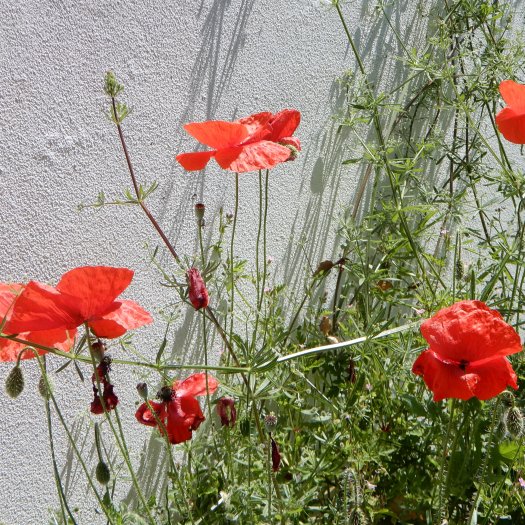 Papaver rhoeas